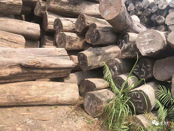 缅甸柚木原材零售市场在甚么处所?